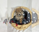 Small #2 Pomeranian