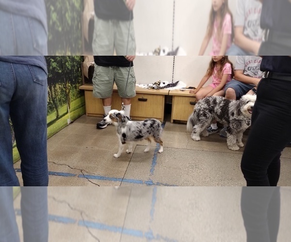 Medium Photo #1 Miniature Australian Shepherd Puppy For Sale in LA MIRADA, CA, USA