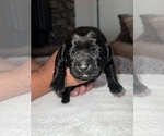 Small Photo #12 Labrador Retriever Puppy For Sale in REDDING, CA, USA
