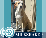 Small #1 Beagle-Catahoula Leopard Dog Mix