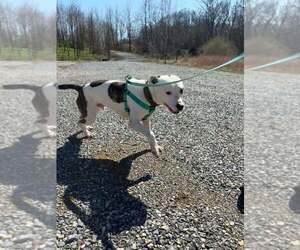 Titan - Male Mutt Dog for Adoption - Photo #2
