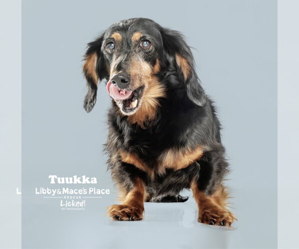 Medium Photo #3 Dachshund Puppy For Sale in Mount Pleasant, SC, USA
