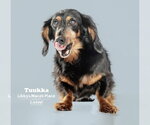 Small #2 Dachshund
