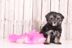 Morkie Puppy for sale in MOUNT VERNON, OH, USA