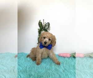 Goldendoodle (Miniature) Puppy for sale in ORLANDO, FL, USA
