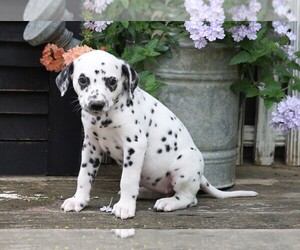 Dalmatian Puppy for sale in FREDERICKSBG, OH, USA