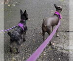 Small #7 Cairn Terrier Mix