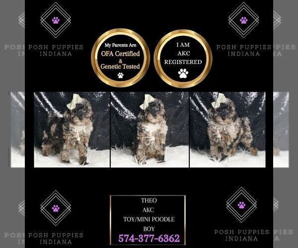Medium Photo #21 Poodle (Toy) Puppy For Sale in WARSAW, IN, USA