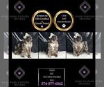 Small Photo #21 Poodle (Toy) Puppy For Sale in WARSAW, IN, USA