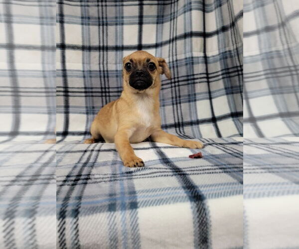 Medium Photo #3 Chug Puppy For Sale in Lincolnwood, IL, USA