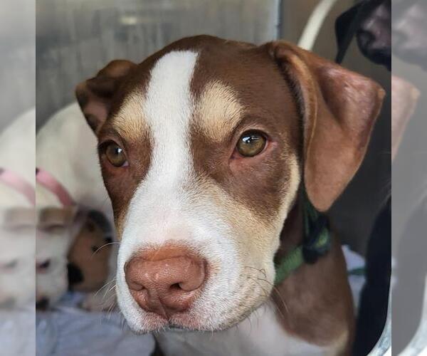 Medium Photo #1 American Staffordshire Terrier-Unknown Mix Puppy For Sale in San Antonio, TX, USA