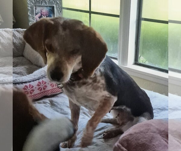 Medium Photo #4 Beagle Puppy For Sale in Dunnellon, FL, USA
