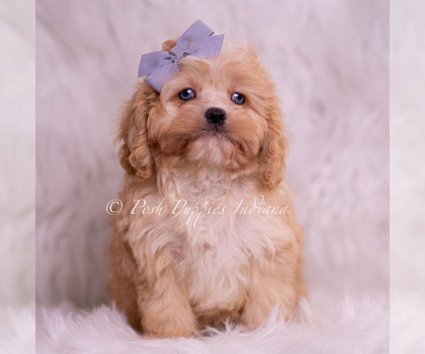 Medium Photo #1 Cavapoo (Miniature) Puppy For Sale in WARSAW, IN, USA