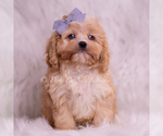 Puppy Icy Cavapoo (Miniature)