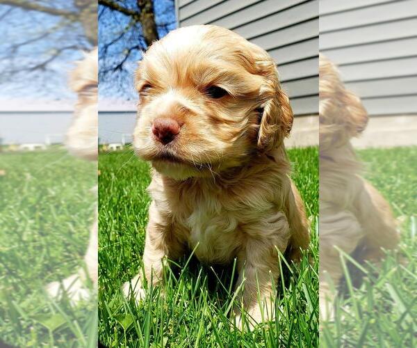 Medium Photo #1 Cocker Spaniel Puppy For Sale in EDEN VALLEY, MN, USA