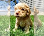 Small Photo #1 Cocker Spaniel Puppy For Sale in EDEN VALLEY, MN, USA