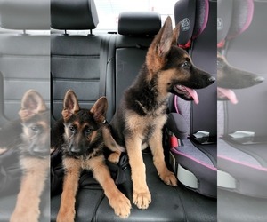 German Shepherd Dog Puppy for sale in ENGLEWOOD, CO, USA