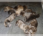 Small Photo #3 Plott Hound Puppy For Sale in MIDVALE, UT, USA