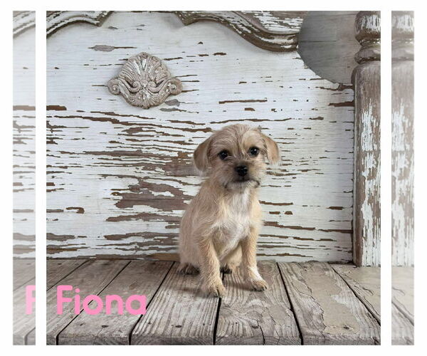 Medium Photo #1 Chihuahua-Unknown Mix Puppy For Sale in Boonton, NJ, USA