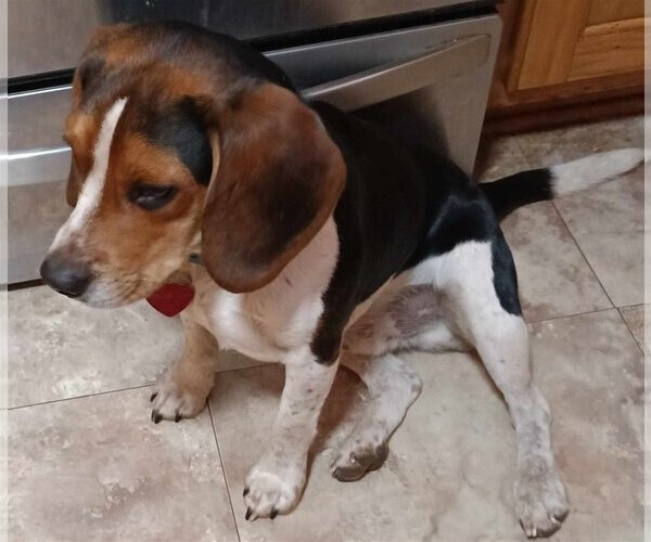 Medium Photo #4 Beagle Puppy For Sale in Milner, GA, USA