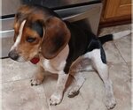 Small Photo #4 Beagle Puppy For Sale in Milner, GA, USA