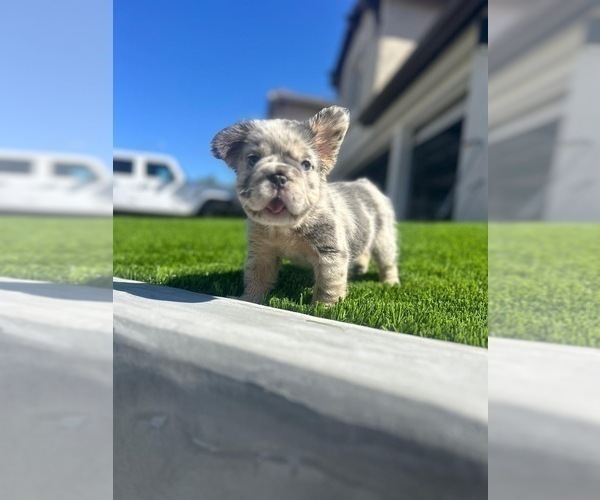 Medium Photo #6 French Bulldog Puppy For Sale in CHARLOTTESVILLE, VA, USA