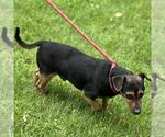 Small #2 Dachshund Mix