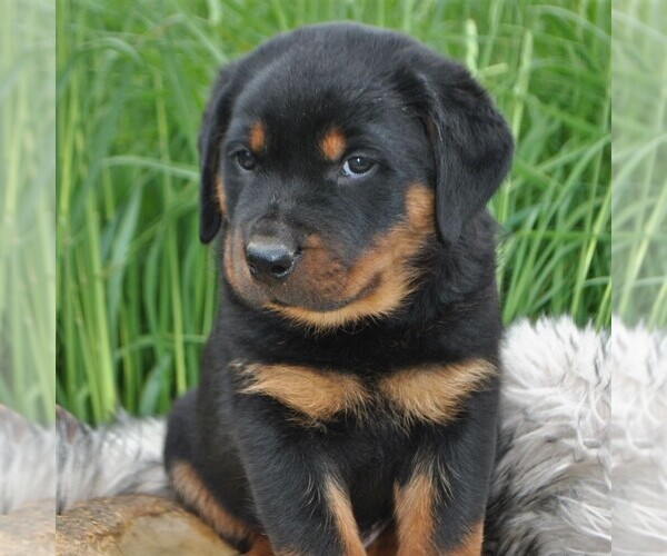 Medium Photo #4 Rottweiler Puppy For Sale in GREENCASTLE, PA, USA