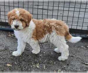 Aussiedoodle Puppy for sale in COTTAGEVILLE, SC, USA