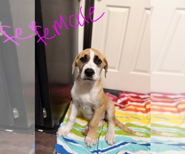 Medium Photo #1 Great Dane Puppy For Sale in SUMMERVILLE, SC, USA