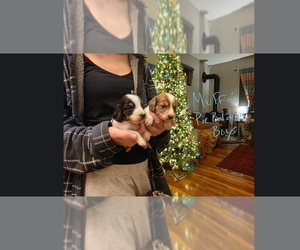 Dachshund Puppy for sale in YELM, WA, USA