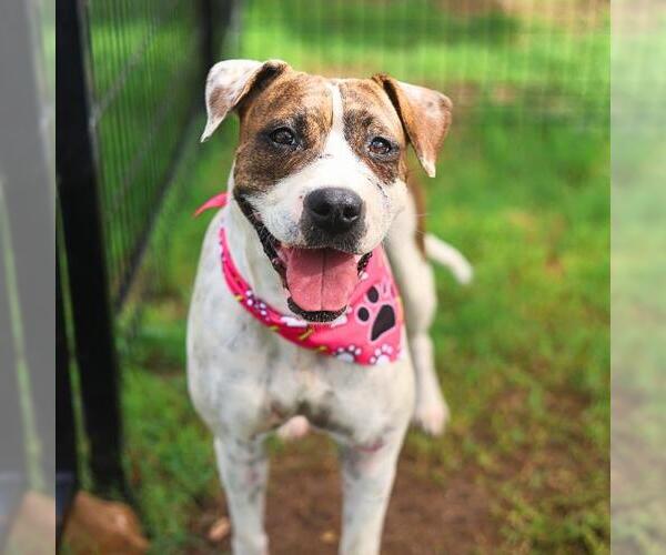 Medium Photo #1 American Staffordshire Terrier Puppy For Sale in San Antonio, TX, USA
