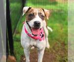 Small American Staffordshire Terrier