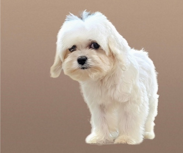 Medium Photo #1 Maltese-Zuchon Mix Puppy For Sale in SAN DIEGO, CA, USA