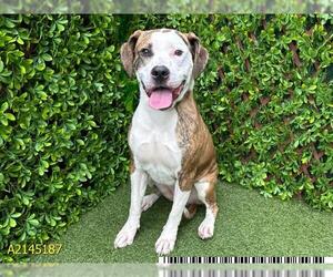 American Pit Bull Terrier Dogs for adoption in West Palm Beach, FL, USA