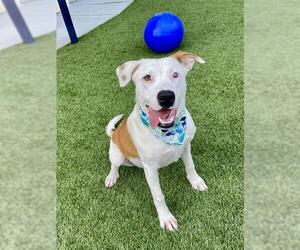 Labrador Retriever-Unknown Mix Dogs for adoption in Baytown, TX, USA