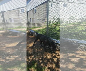 Adolfo - Male Neapolitan Mastiff Dog for Adoption - Photo #3