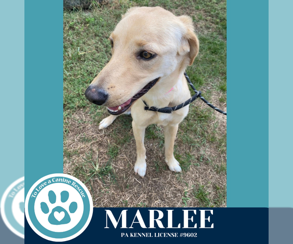Medium Photo #2 Labrador Retriever-Unknown Mix Puppy For Sale in Kimberton, PA, USA
