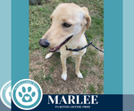 Small #1 Labrador Retriever Mix