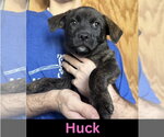 Small Mutt