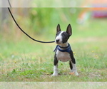 Small #4 Miniature Bull Terrier