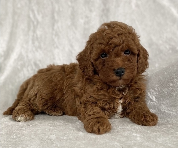 Medium Photo #1 Poodle (Miniature) Puppy For Sale in PITTSGROVE, NJ, USA