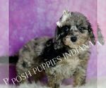 Small #4 Poodle (Miniature)