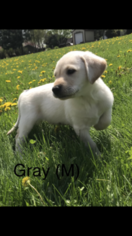 Labrador Retriever Puppy for sale in MOUNT HOREB, WI, USA