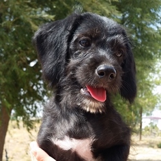 Beagle-Poodle (Toy) Mix Puppy for sale in CEDAR CITY, UT, USA