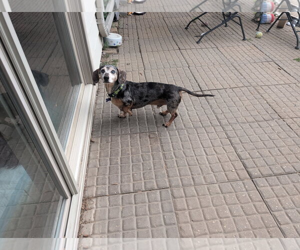 Medium Photo #3 Dachshund Puppy For Sale in Sioux Falls, SD, USA