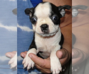 Medium Boston Terrier
