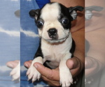 Puppy Destiny Boston Terrier