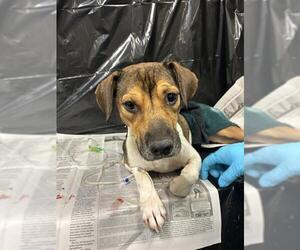Beagle Dogs for adoption in San Antonio, TX, USA