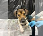 DIVA - Female Beagle Dog for Adoption - Small photo